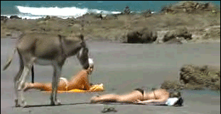 у осла наблюдается эрекция при виде загорающей женщины, gif-картинка, гиф с девушками