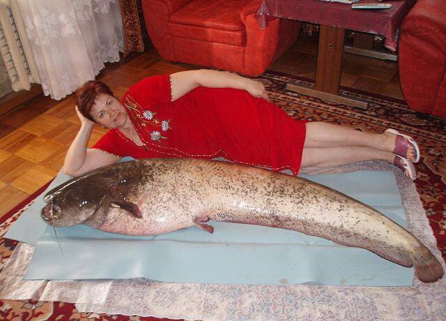 я всегда говорил, что у меня жена холодная, как рыба