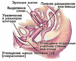 выделение слизи