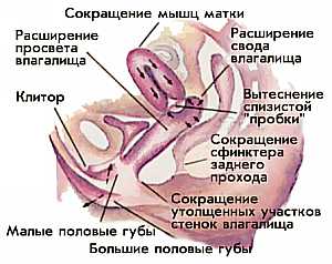 расширение просвета влагалища