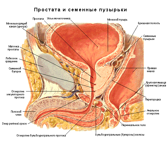 СЕМЕННЫЕ ПУЗЫРЬКИ