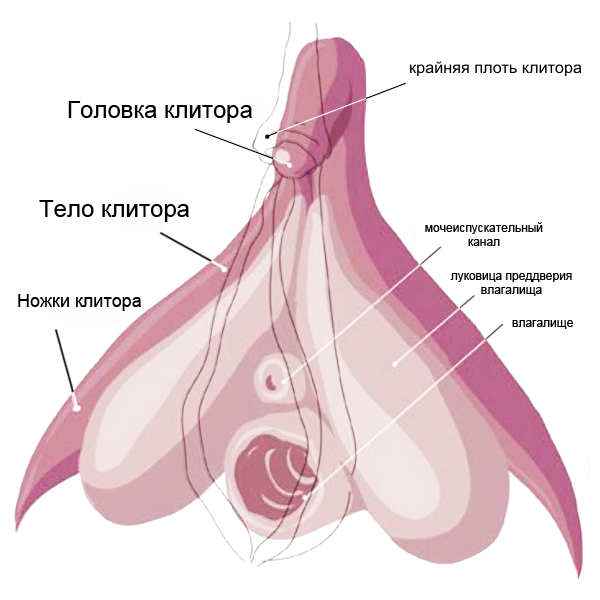 рисунок клитор в разрезе